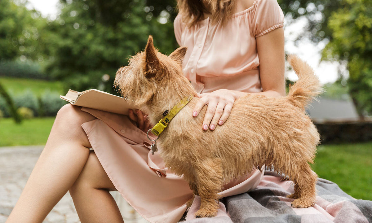 Why Regular Grooming Is Essential for Your Pet’s Health and Happiness