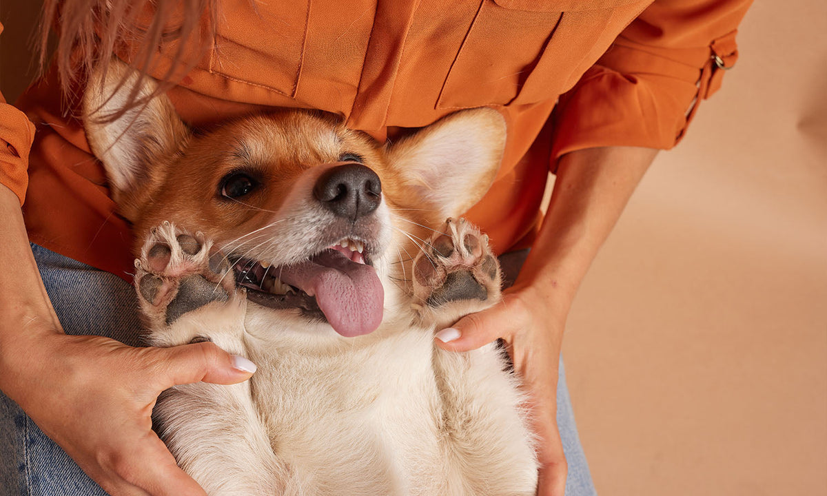 Creating a Complete Home Pet Care Routine: From Cleaning to Comfort