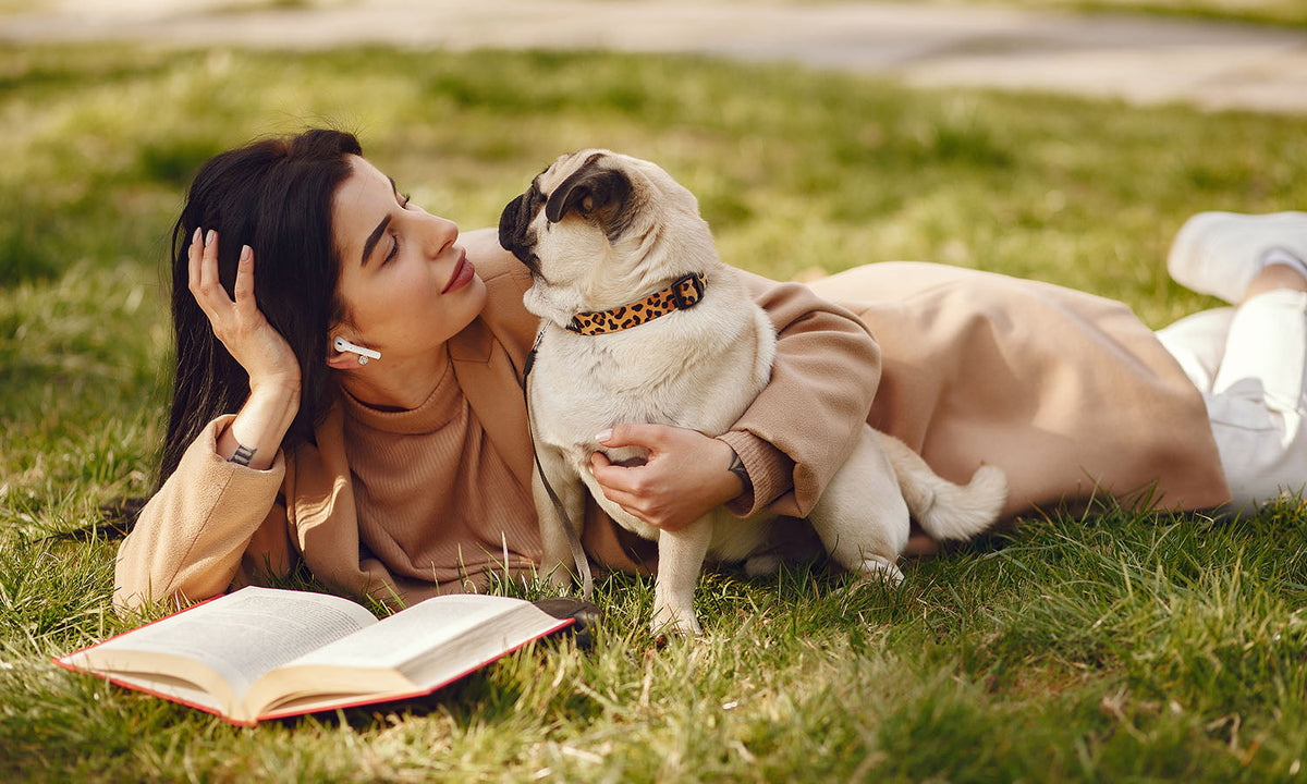 Simple Daily Pet Care Tips to Keep Your Furry Friend Healthy and Comfortable
